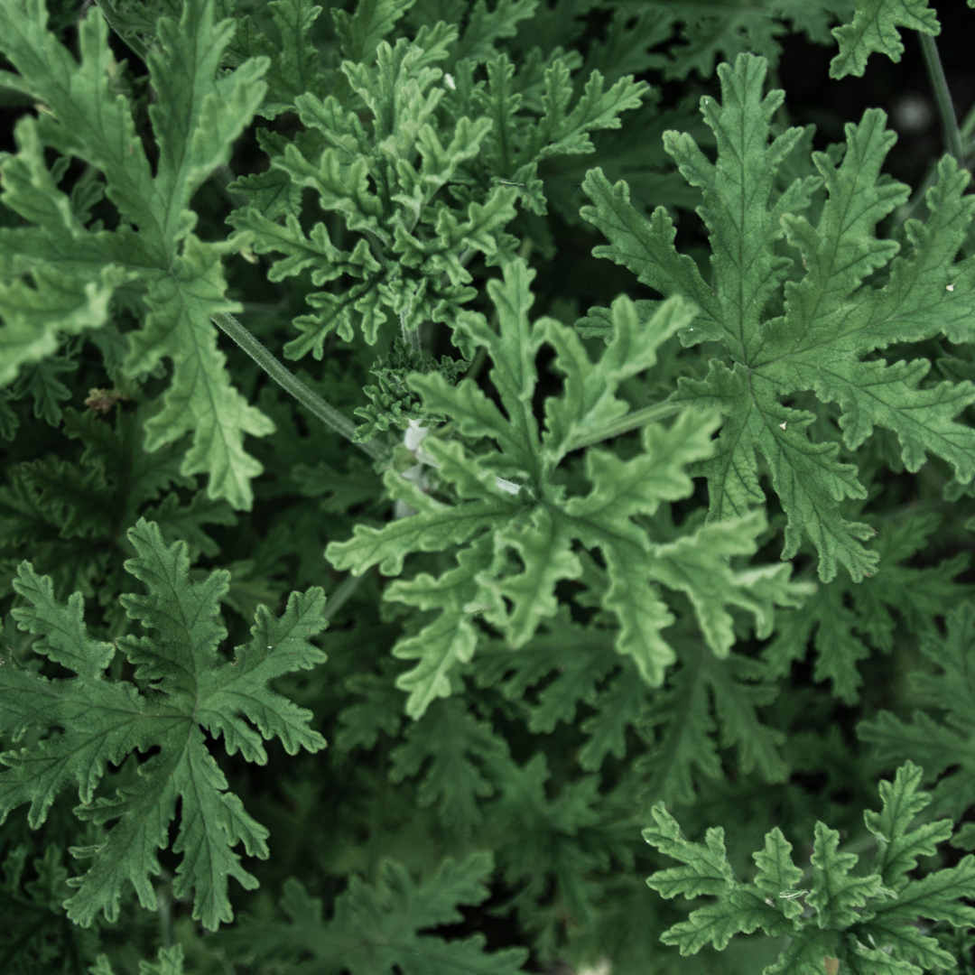 Crema Ligera para Pieles Mixtas o con Tendencia Grasa