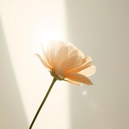 Fotografía minimalista de una flor iluminada por un rayo de sol que evoca el pack piel luminosa y firme de Urban Natur