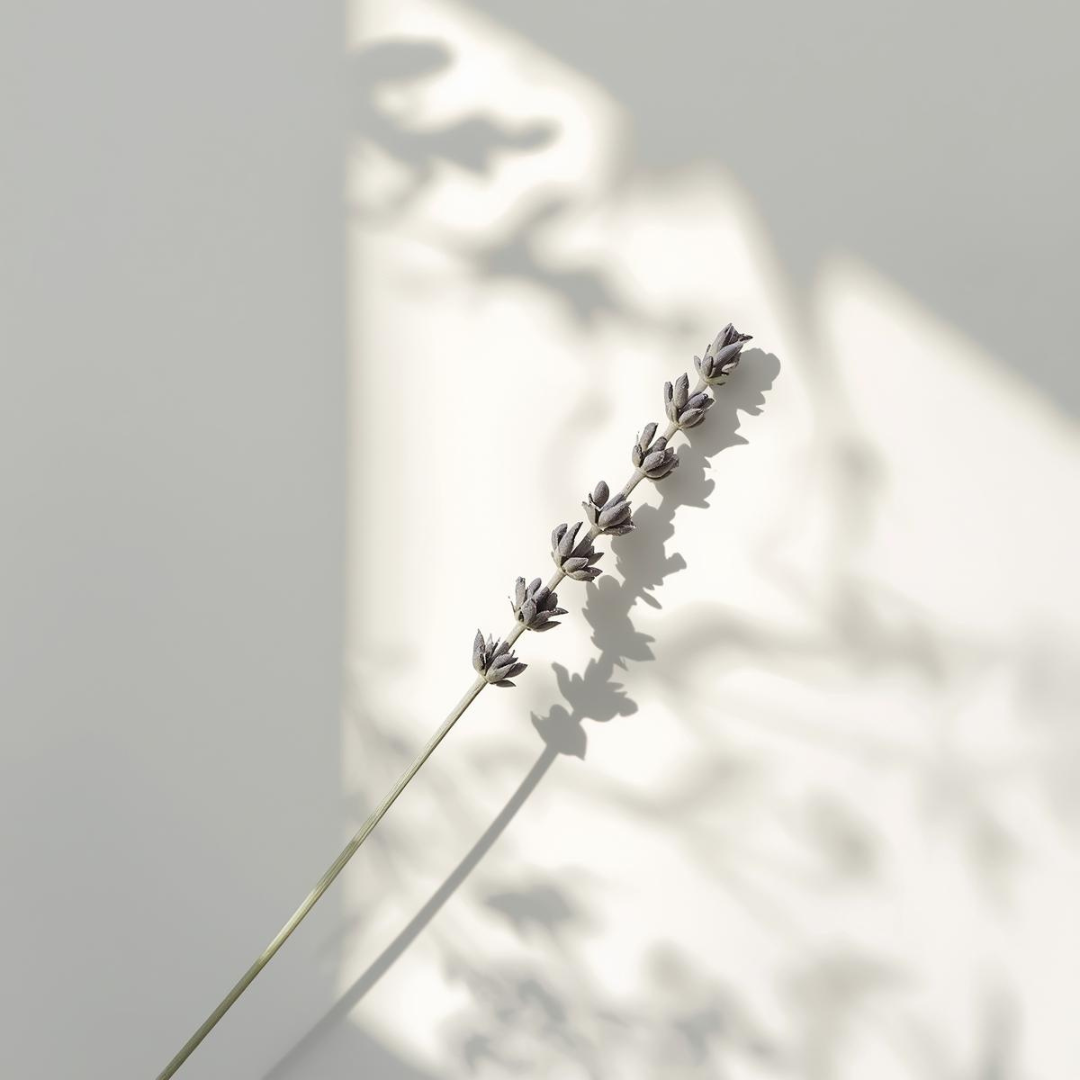 Rama de lavanda sobre fondo blanco con sombras suaves, imagen evocadora del tónico purificante de Urban Natur.
