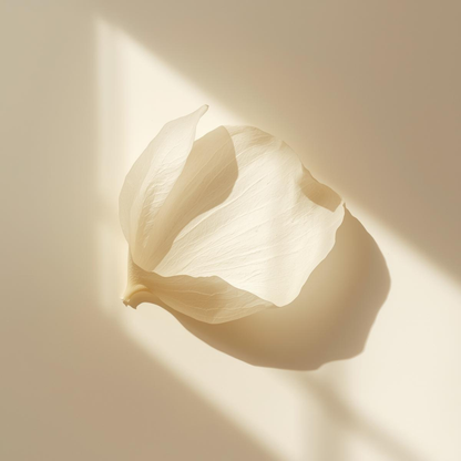 Imagen evocadora de un pétalo blanco atravesado por la luz del sol, que representa la protección solar mineral del protector solar en stick SPF50 con color de Urban Natur.