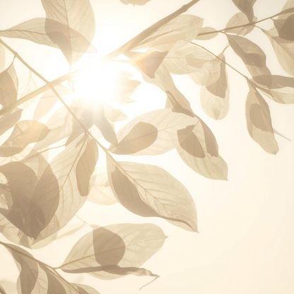 Imagen evocadora de hojas translúcidas a contraluz que simbolizan protección solar ligera y natural, para el protector solar con color de Urban Natur.